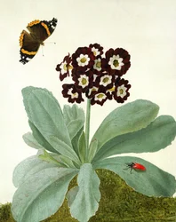 Primula Auricula mit Schmetterling und Käfer